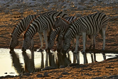 Herd of zebra, Burchell's zebra (Equus quagga burchellii) drinking at the water, waterhole, Etosha