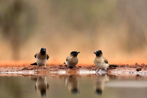 Grey bulbul (Pycnonotus barbatus), adult, group, three birds, at the water, Kruger National Park,