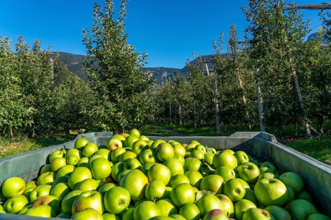Apple-growing region in the Adige Valley, South Tyrol, large areas under cultivation, in South
