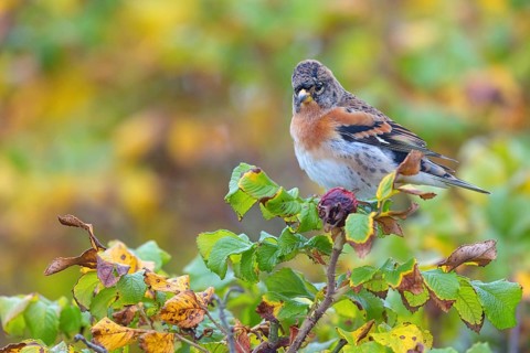 Brambling (Fringilla montifringilla), spring, foraging, Battenberg, Heligoland,