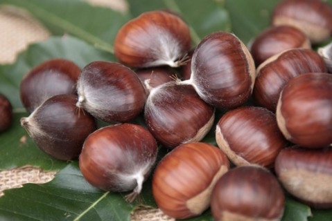 Sweet chestnut (Castanea sativa 'Ecker 1'), LauÃŸnitz, 81