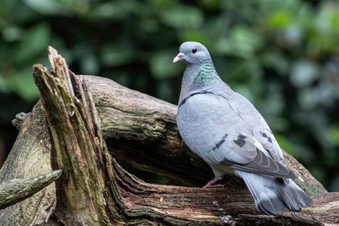 Stock Dove (Columba oenas), Emsland, Lower Saxony, Germany, Europe