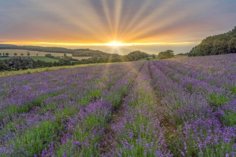 Lavender field in the Lipperland near Detmold Germany