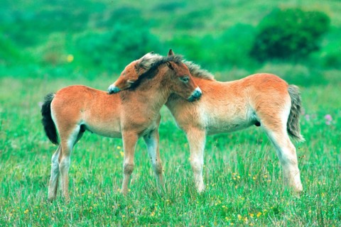 Exmoor pony, horses, foal, island Texel, Netherlands