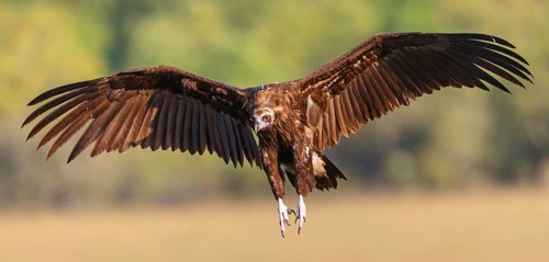 Monk Vulture, Monk Vulture, Black Vulture, (Cinereous Vulture), Aegypius monachus, Vautour moine,