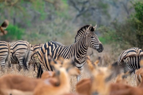 Plains zebra (Equus quagga), behind a herd of impala (Aepyceros melampus), Kruger National Park,