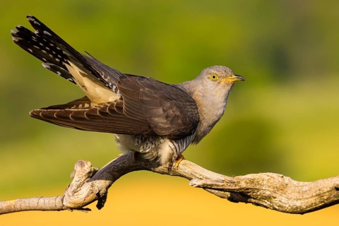 Common cuckoo (Cuculus canorus), Coucou gris, Cuco Europeo, Cuco Comun, Ast, branch, Ormoz area,