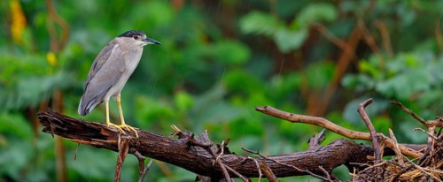 Black-crowned black crowned night heron (Nycticorax nycticorax), Bihoreau gris, HÃˆron bihoreau,