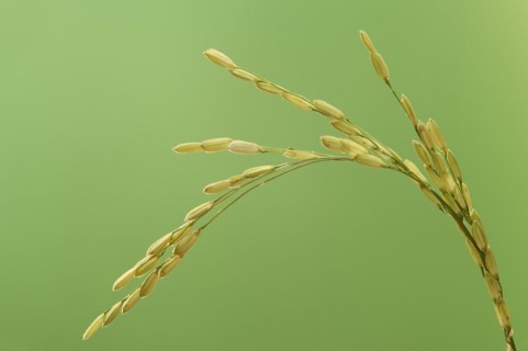 Rice (Oryza sativa), ear of rice, ear of grain