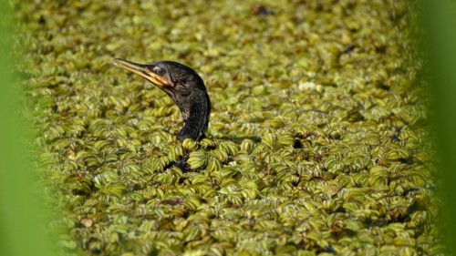 Humboldt cormorant (Nannopterum brasilianum) swimming on a lake full of floating ferns (salvinia),