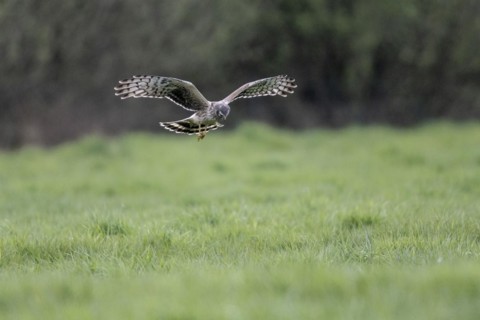 Hen harrier (Circus cyaneus), Emsland, Lower Saxony, Germany, Europe