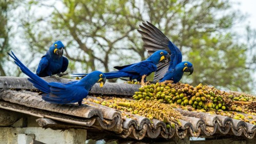 Hyacinth macaws (Anodorhynchus hyacinthinus) at Pousada Sao Joao, Estrada Parque Pantanal MS,