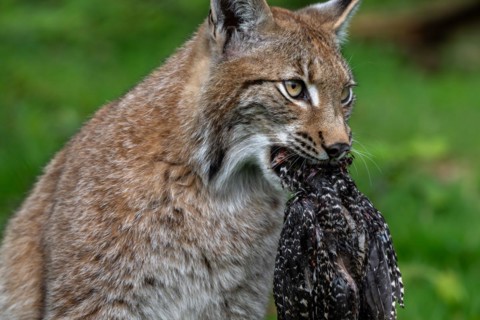 Hunting Eurasian lynx (Lynx lynx) with killed bird prey in its muzzle in forest
