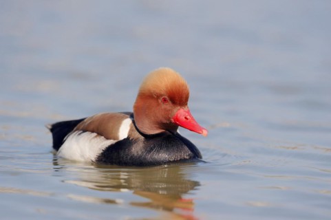 Red-crested pochard (Netta rufina), male, Camargue, Provence, southern France