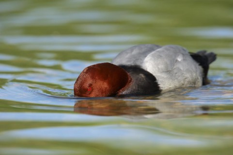 Common Pochard (Aythya ferina), male, basking, Camargue, Provence, southern France