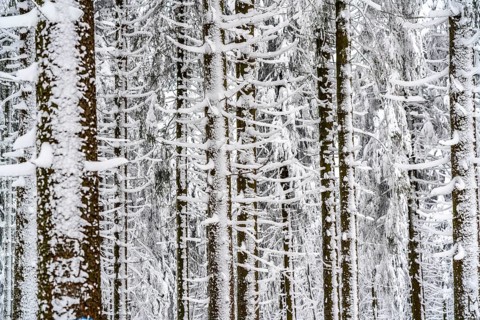 Snow-covered spruce trees, winter in Sauerland, Hochsauerlandkreis, at Kahler Asten, near