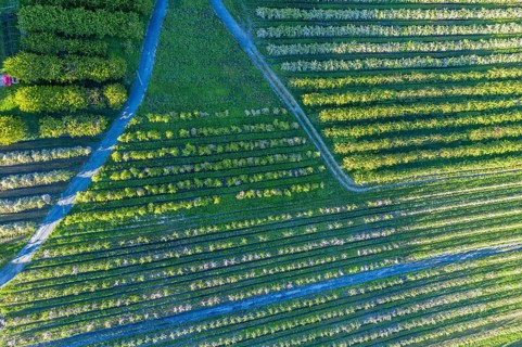Apple farm near Lofthus at the Sörfjord, a branch of the Hardangerfjord, blomstering in May, drone