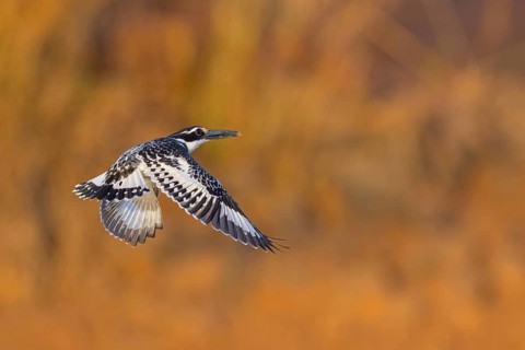 Pied kingfisher (Ceryle rudis), Alcyon pie, MartÜn Pescador PÜo, Marakissa River Camp Marakissa,