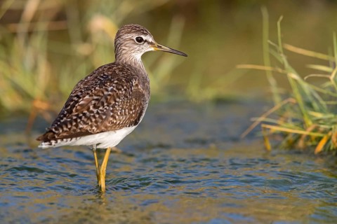 Wood sandpiper (Tringa glareola), Chevalier sylvain, AndarrÃ­os Bastardo, Raysut, Salalah, Sohar,