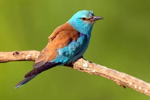 European roller (Coracias garrulus), on perch, Tower Hide, Tiszaalpar, Kiskunsagi National Park,
