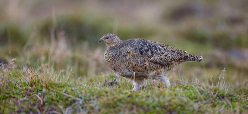 Rock ptarmigan, Svalbard Rock ptarmigan, Ptarmigan, (Lagopus mutus), Lagopus muta hyperbore),