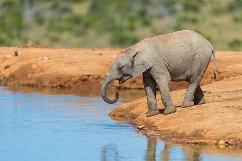 African elephant, (Loxodonta african), Addo Elephant National Park, Addo Camp, Western Cape, South