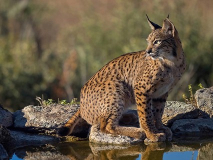 Iberian lynx (Lynx pardinus), drinking water at the waterhole, Hides De Calera / Lynx Hide, Calera