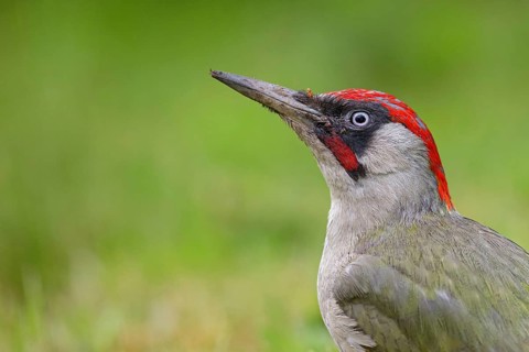 European green woodpecker (Picus viridis), Pic vert, Pito Real, Battenberg, Neuhofen,