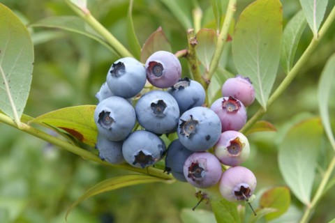 Blueberry (Vaccinium corymbosum 'Bluecrop')