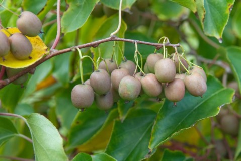 Mini-Kiwi (Actinidia arguta MAKIÂ®), Bundessortenamt Potsdam-Marquardt, Marquardt, 81
