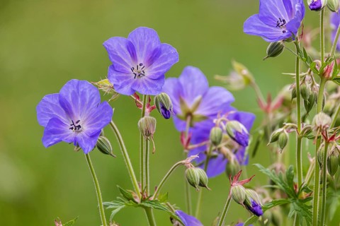 Meadow cranesbill (Geranium pratense) . Eninger Weide on the Swabian Alb, Eningen unter Achalm,