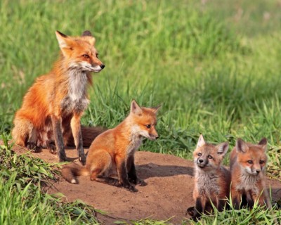 A red fox with three pups, Colorado, United States, North America