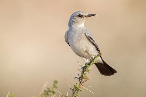 Blackstart, (Cercomela melanura), Grey Chat, Ayn Hamran, Salalah, Dhofar, Oman, Asia