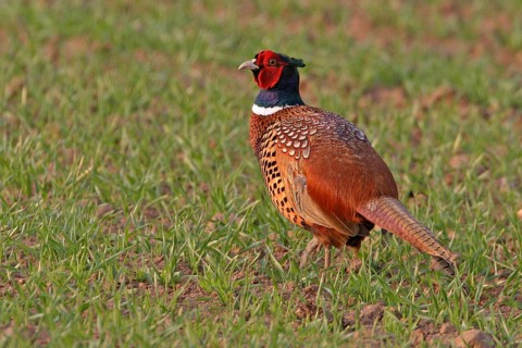 Pheasant (Phasianus colchicus), Faisan de Colchide, Faisan de chasse, Faisan Vulgar, Bad Dürkheim