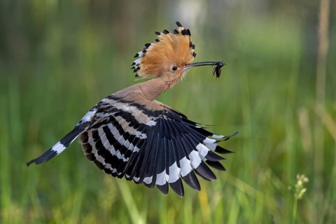Hoopoe (Upupa epops) Bird of the Year 2022, male with field cricket as prey, foraging, canopy