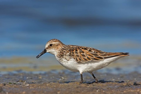 Little stint (Calidris minuta), Bécasseau minute, Correlimos Menudo, Kalloni Salt Pans, Lesvos,