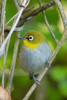 Cape white-eye (Zosterops virens), Garden Route National Park, Wilderness Section, Wilderness,