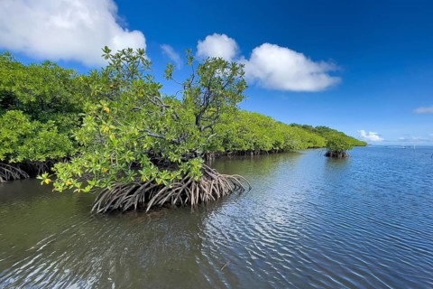 Stilt mangrove (Rhizophora stylosa) stands in lagoon of island in Western Pacific, Pacific Ocean,