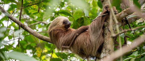 Hoffmann's two-toed sloth (Choloepus hoffmanni) on a branch, Cahuita National Park, Costa Rica,