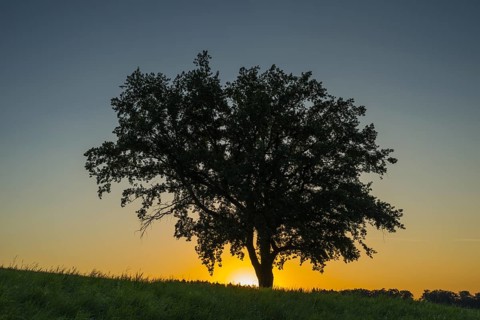 Old English oak (Quercus robur), Swabian Alb, Baden-Württemberg, Germany, Europe