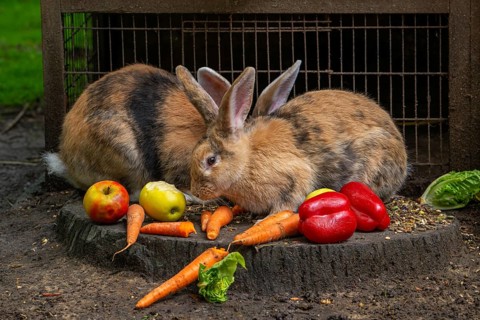 Continental giant, German giant, Flemish giant, very large breed of domestic rabbit eating carrots,