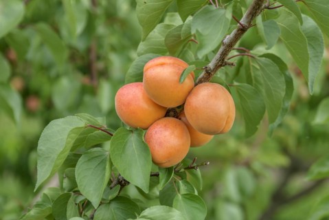 Apricot (Prunus armeniaca 'Harlayne'), Bundessorteamt, Marquardt testing centre, Marquardt,