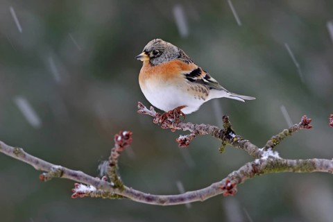 Brambling (Fringilla montifringilla), winter, snow, foraging, Battenberg, Rhineland-Palatinate,