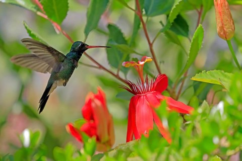 Broad-billed hummingbird (Cynanthus latirostris), adult, male, flying, on flower, foraging, Sonoran