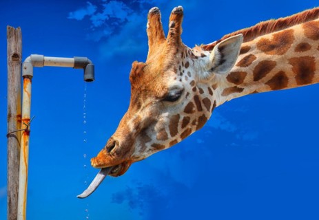 Symbolic photo, giraffe drinks drops from the tap, water shortage, drought, climate change, lack of