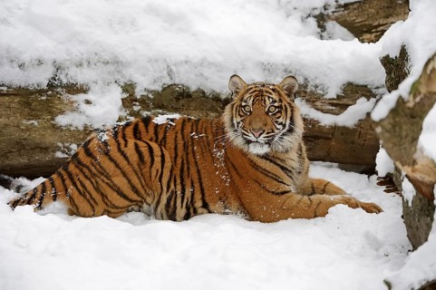 Sumatran tiger (Panthera tigris sumatrae) in the snow, captive, native to Sumatra, Indonesia, Asia