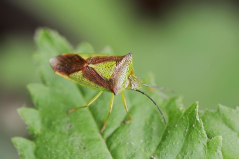 Hawthorn shield bug (Acanthosoma haemorrhoidale), North Rhine-Westphalia, Germany, Europe