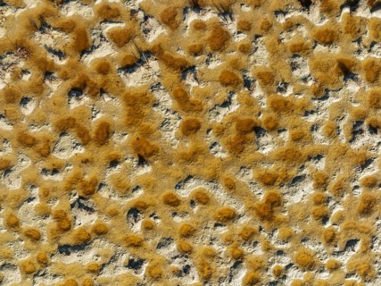 Detail of marshland near Sanlucar de Barrameda. Aerial view. Drone shot. Cadiz province, Andalusia,