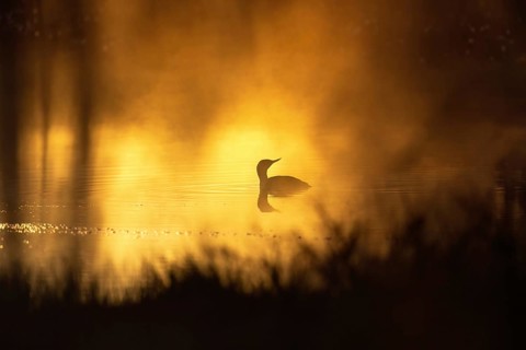 Red-throated loon (Gavia stellata) in a sunspot a misty morning on a lake at a bog