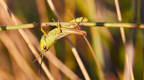 Green locust (locusta), climbing on a plant stem, macro view, Strofilia biotope, wetlands,